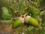 Quercus ilex ssp. ballota (frutos) 1