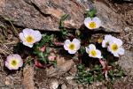 Ranunculus acetosellifolius Boiss