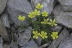 Ranunculus demissus DC.