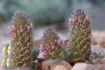 Teucrium rixanense Ruiz Torre & Ruiz Cast.