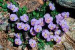 Viola crassiuscula Bory