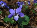 Viola riviniana 1Flora Granada Natural