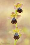 Ophrys x sancti leonardi