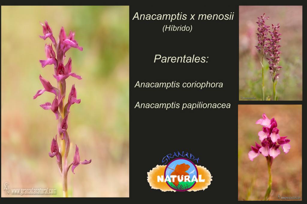 anacamptis menosii