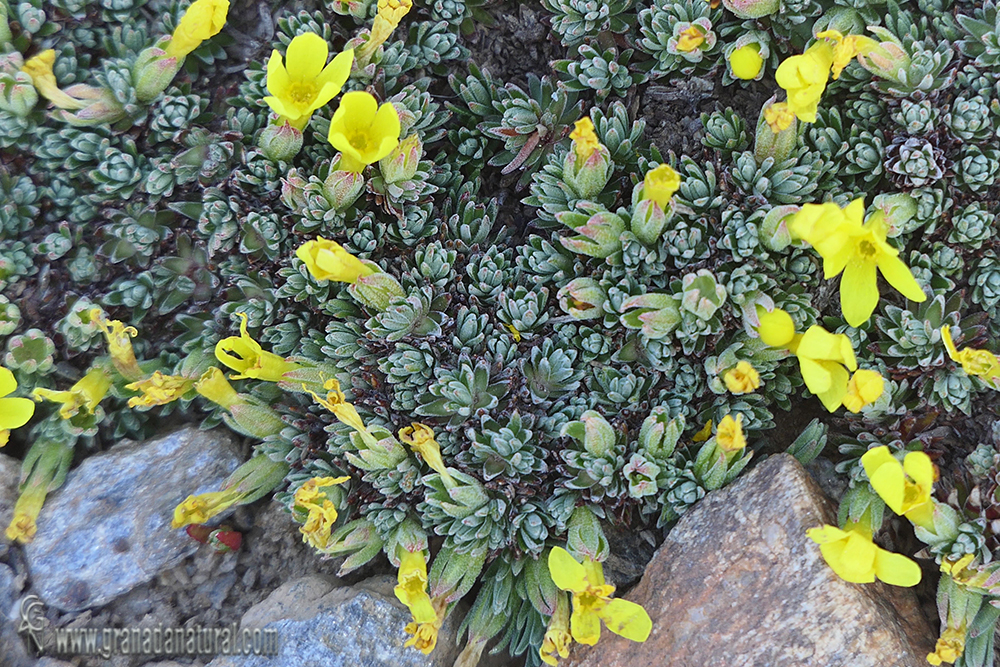 Androsace vitaliana (L.) Lapeyr. subsp. assoana (La&iacute;nz) Kress