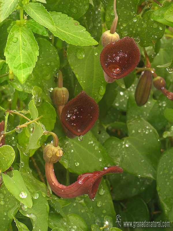 Aristolochia baetica 1 Flora Granada Natural