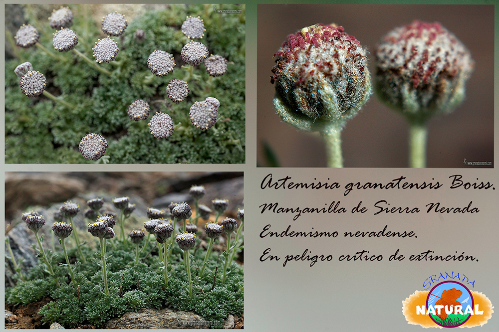 Artemisia granatensis