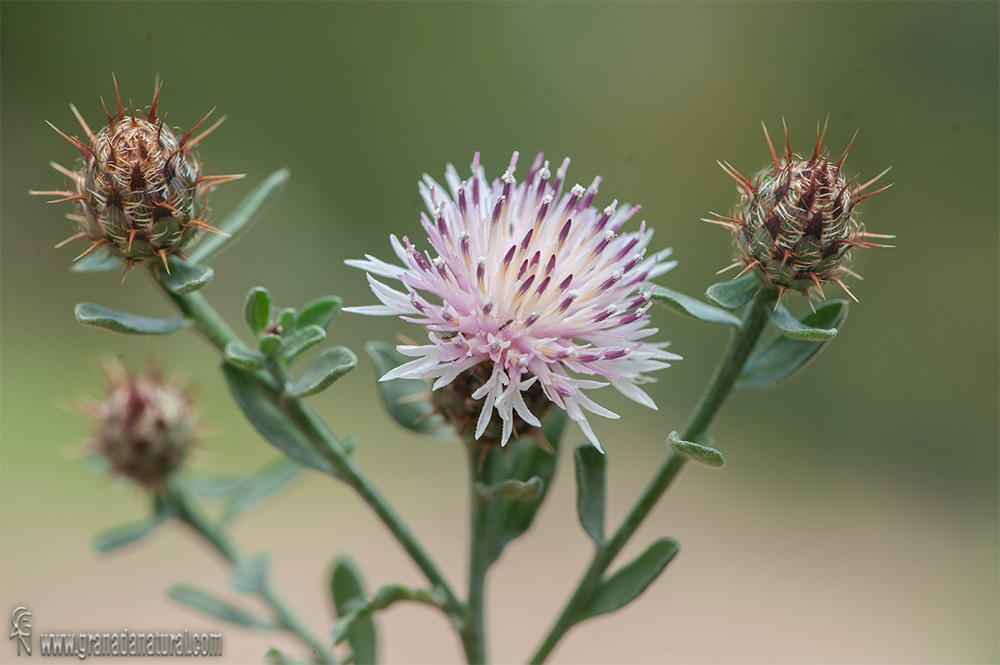 Centaurea boissieri DC.subsp.boissieri