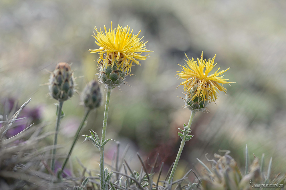 Centaurea granatensis DC.