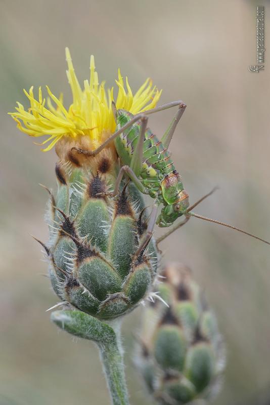 Centaurea granatensis