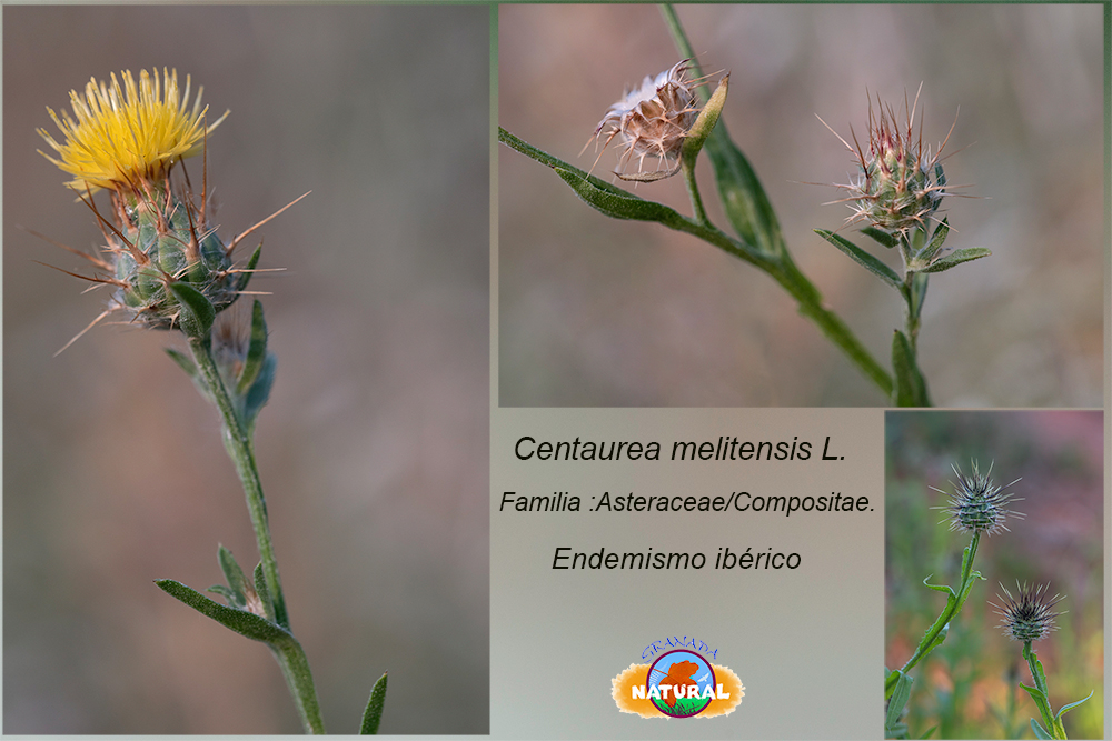 Centaurea melitensis L.