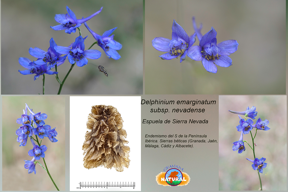 Delphinium emarginatum K. Presl subsp. nevadense (G. Kunze) C. Blanch&eacute; & Molero