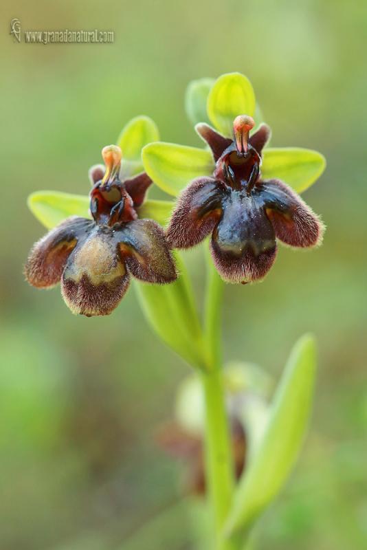 Ophrys x fernandii