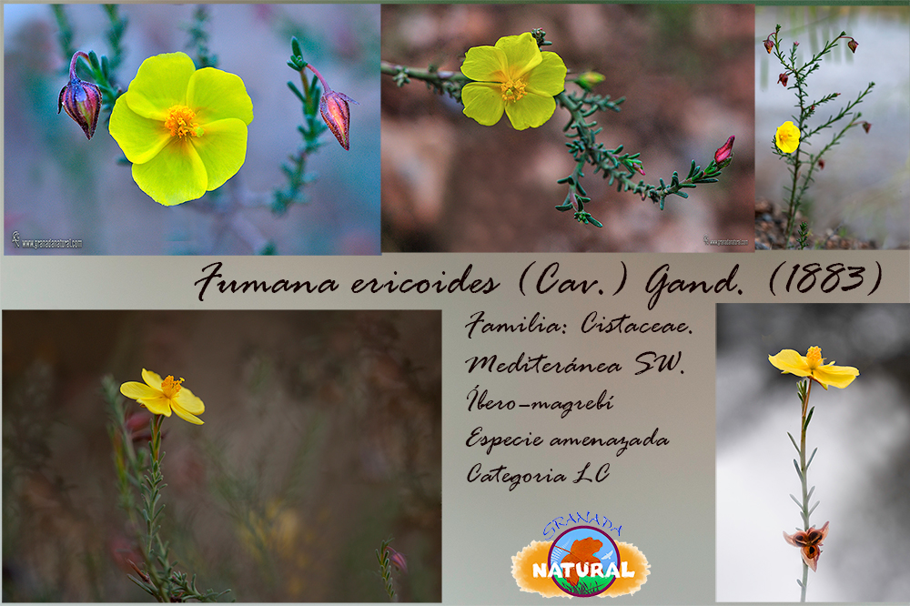 Fumana ericoides