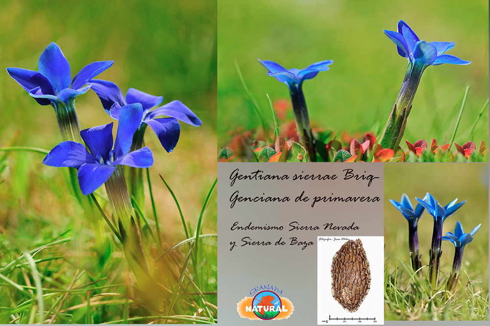 Gentiana sierrae Briquet