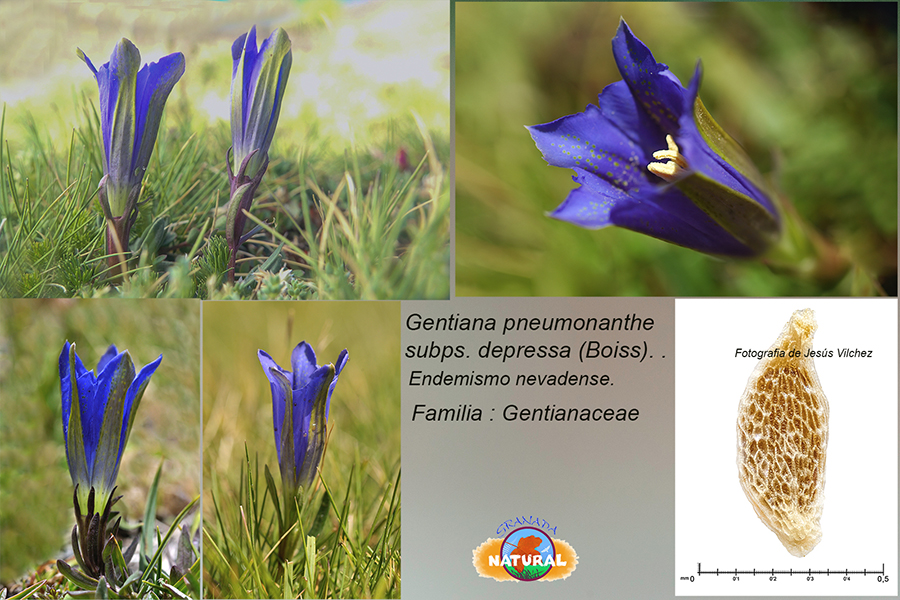 Gentiana pneumonanthe L. subsp. depressa (Boiss.) Malag.