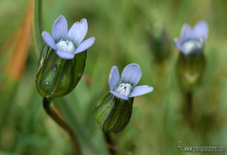 Comastoma tenellum (Rottb.) Toyok.