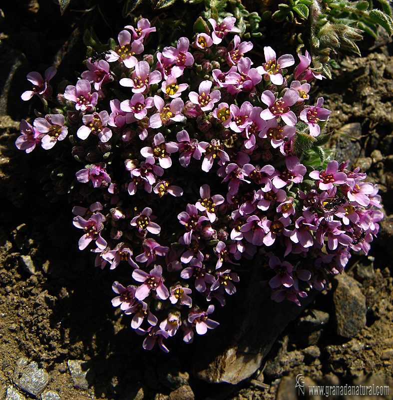 Hormathophylla purpurea 1 Flora Granada Natural