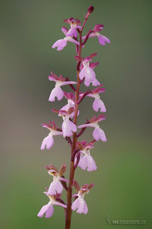 orchis x incantata