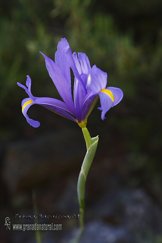 Iris xiphium 1 Granada Natural