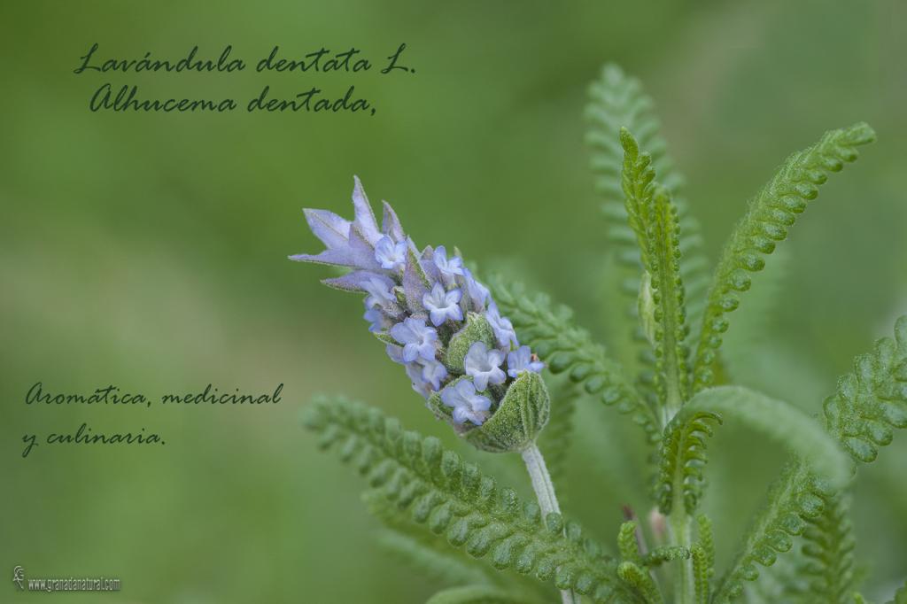 Lavandula dentata L.