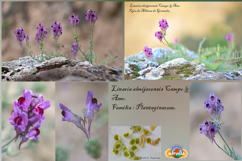 Linaria almijarensis Campo & Amo