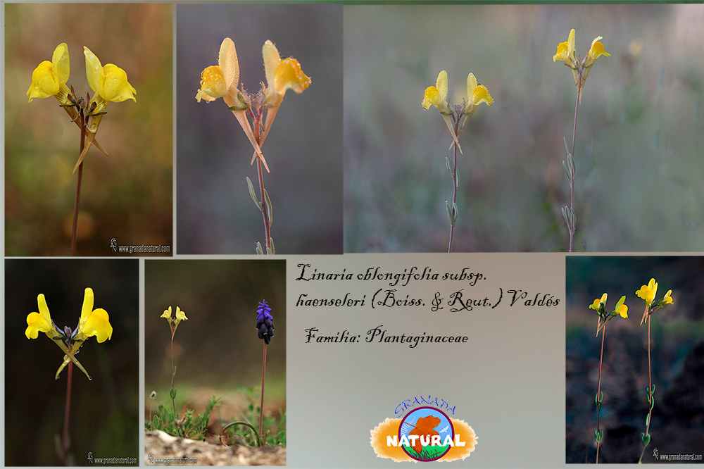 Linaria oblongifolia (Boiss.) Boiss. & Reut. subsp. haenseleri (Boiss. & Reut.) Vald&eacute;s
