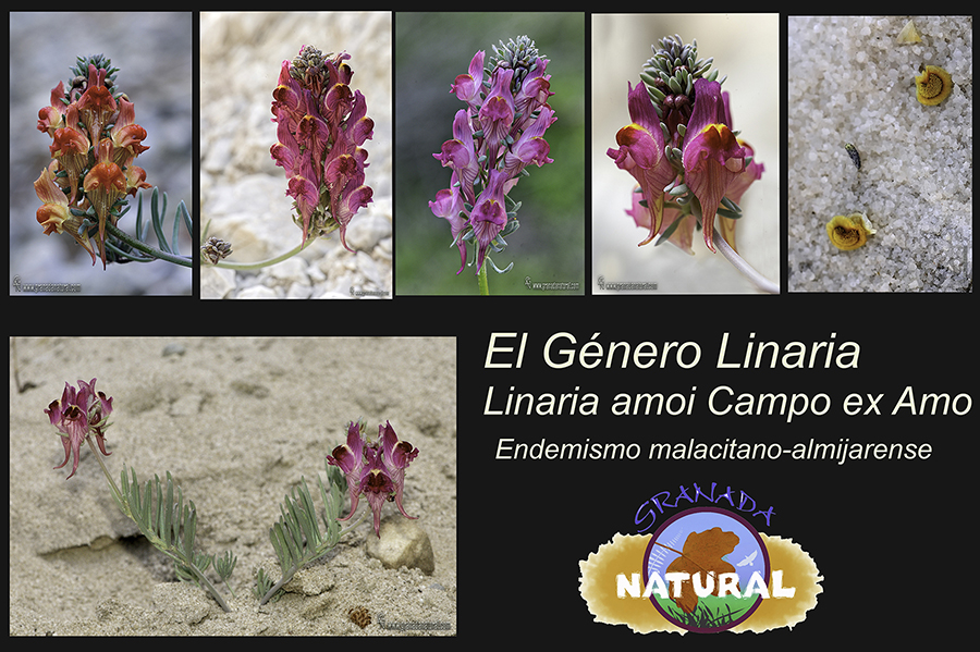 Linaria amoi Campo & Amo