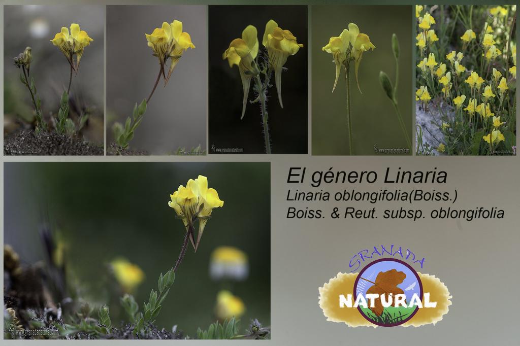 Linaria oblongifolia (Boiss.) Boiss. & Reut. subsp. oblongifolia
