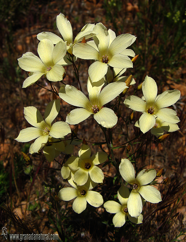 Linum suffruticosum sbp suffruticosum 1 Flora Granada Natural