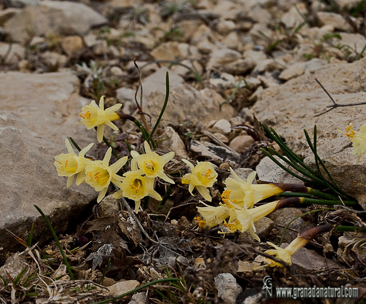 Narcissus hedraeanthus 1