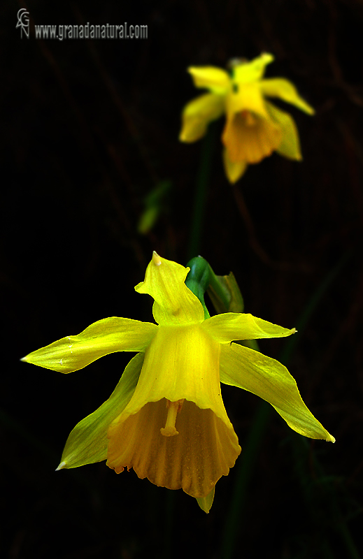 Narcissus longispathus