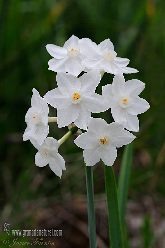 Narcissus papyraceus 1