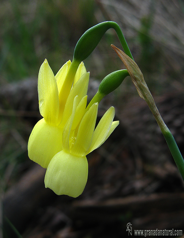 Narcissus triandrus ssp pallidulus 1 Flora Granada Natural