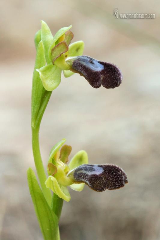 Ophrys x brigittae