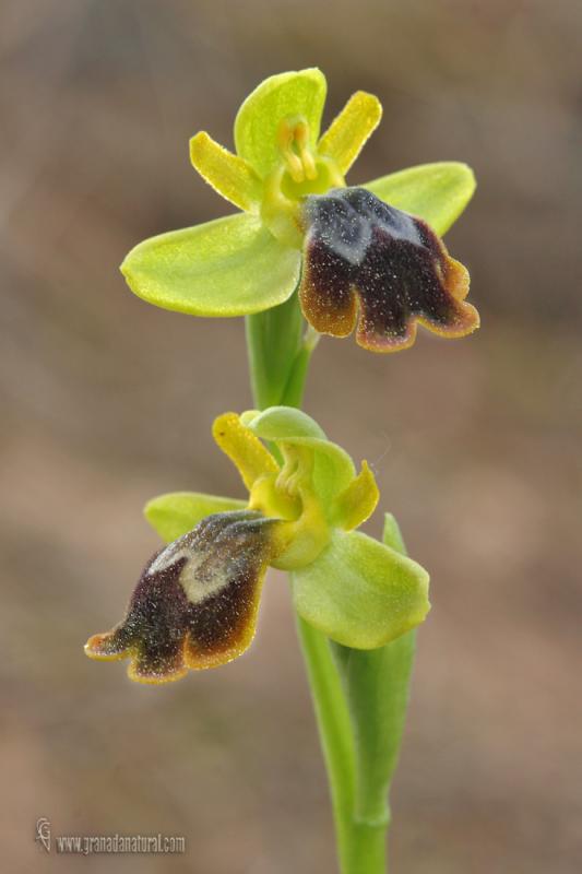 ophrys x leucadica