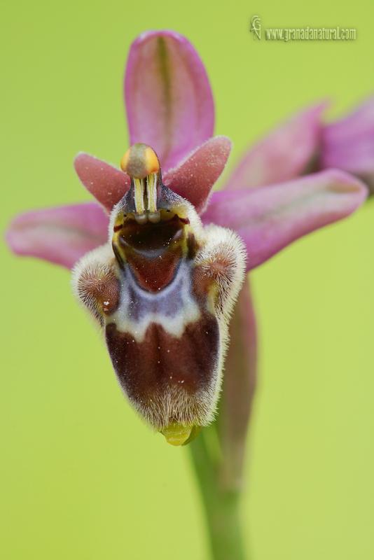 Ophrys x sommieri