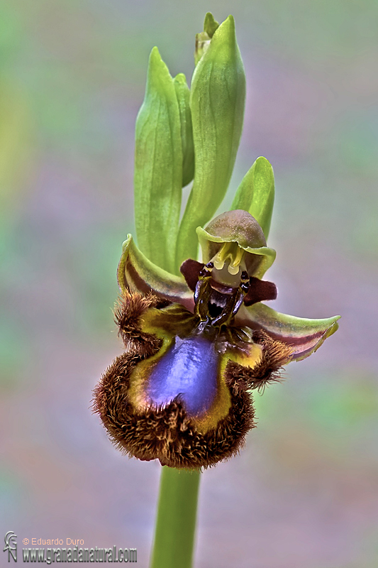 Ophrys speculum ssp. speculum