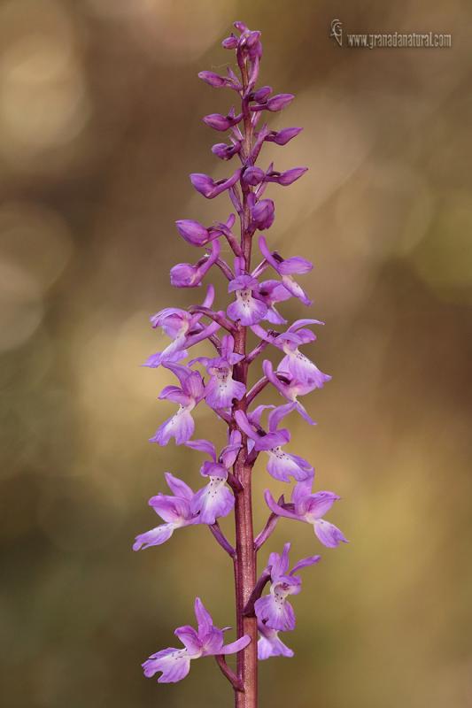 Orchis tenera