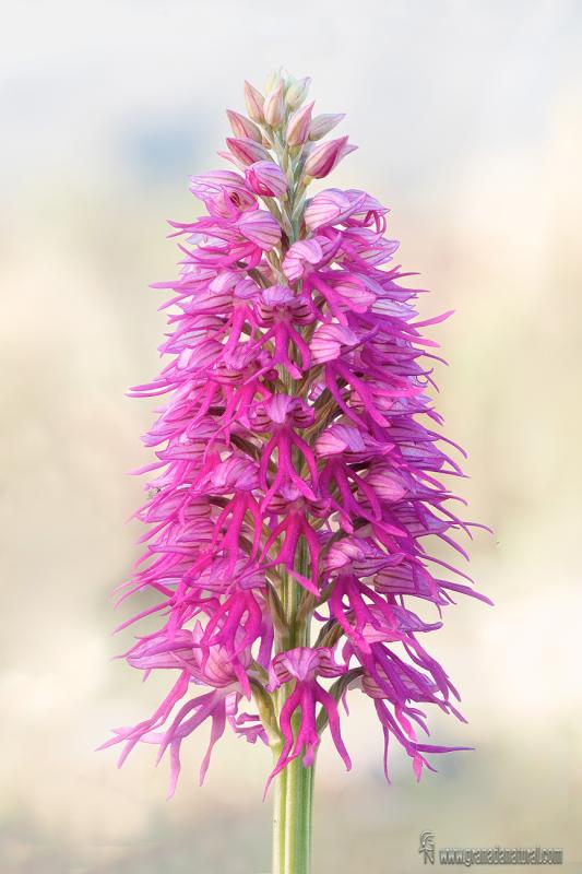 Orchis x bivonae