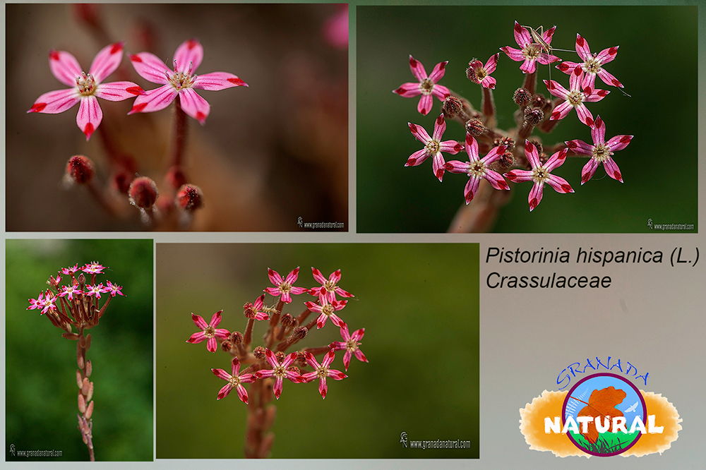 Pistorinia hispanica (L.) DC.