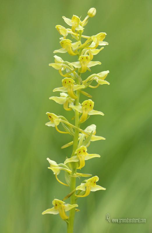 platanthera algeriensis