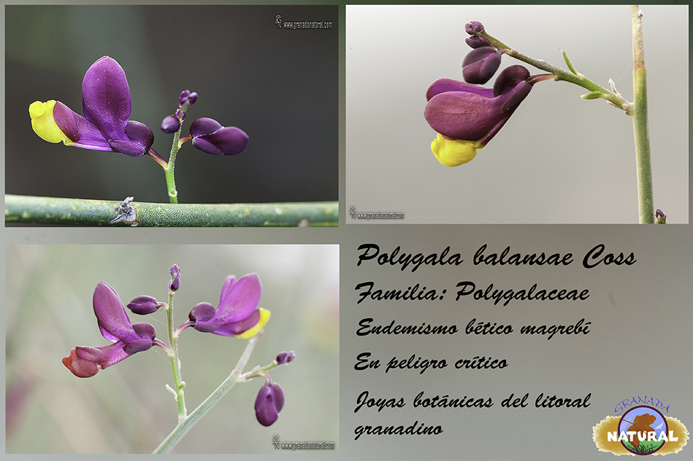 Polygala balansae Coss.