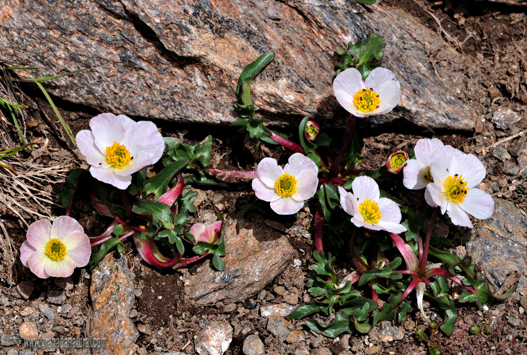 Ranunculus acetosellifolius Boiss