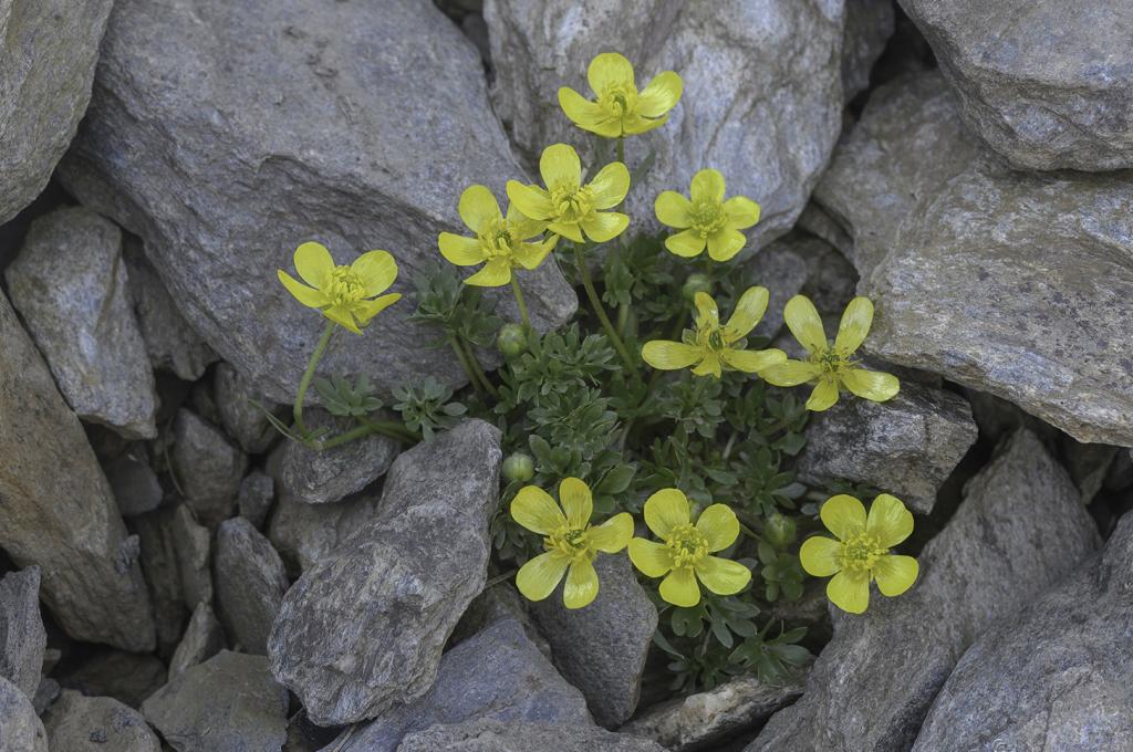 Ranunculus demissus DC.
