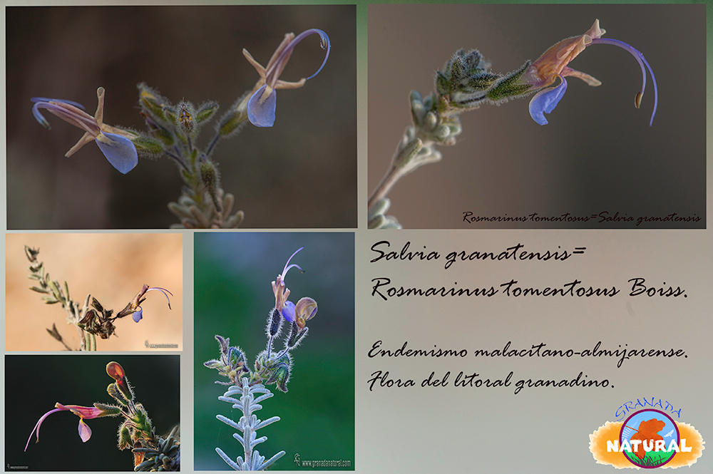 Rosmarinus tomentosus / Salvia granantensis