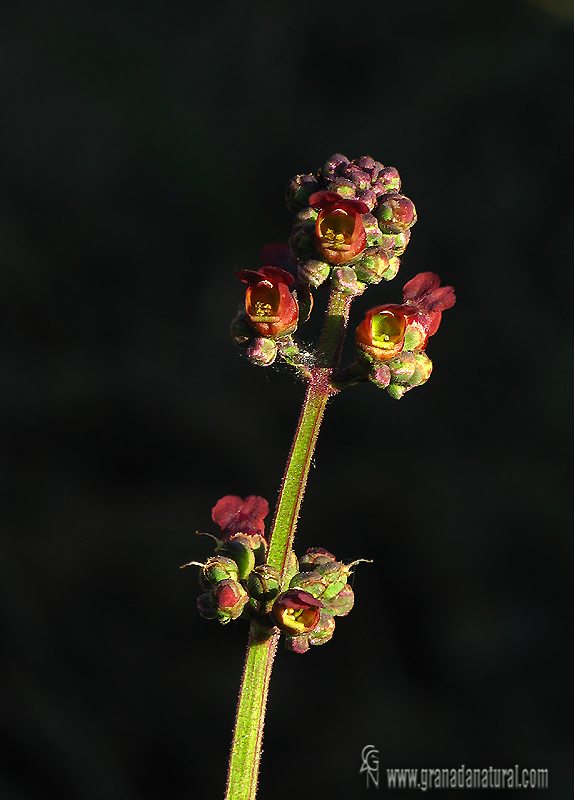 Scrophularia auriculata 1 Granada Natural