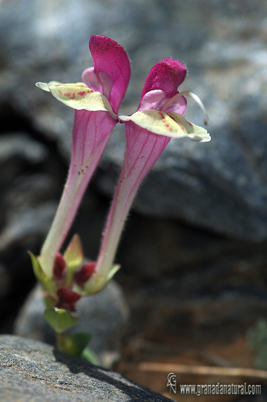 Scutellaria alpina ssp. alpina 1