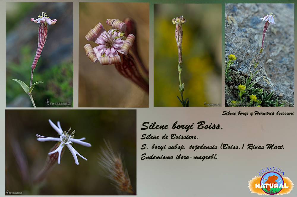 Sylene boryi Boiss.