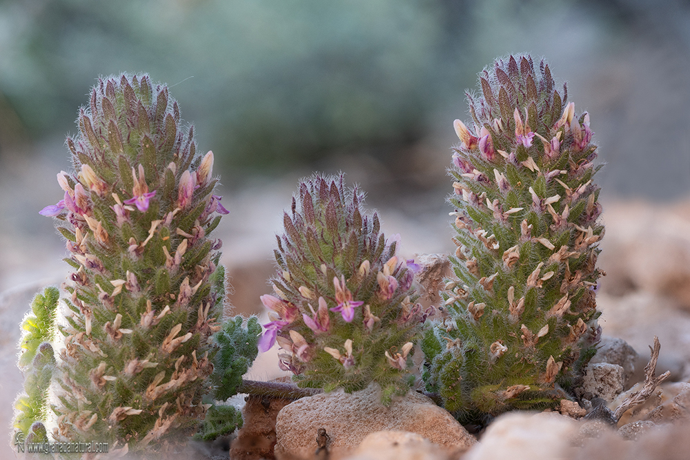 Teucrium rixanense Ruiz Torre & Ruiz Cast.